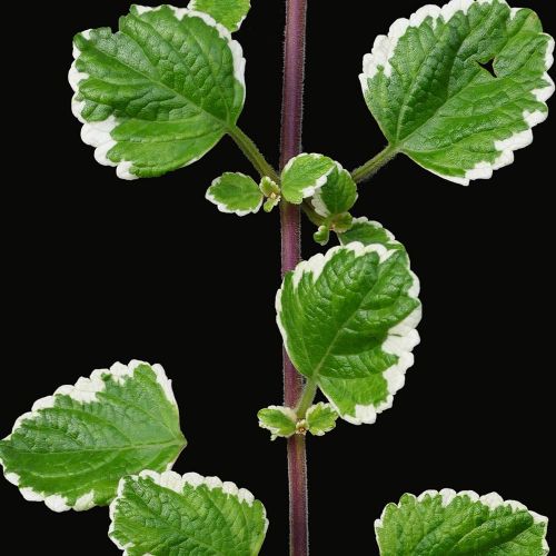 PLECTRANTHUS